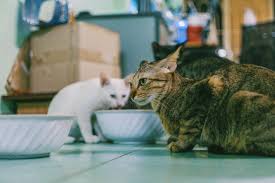 Details of lost & found pets registers uk and ireland. 7 Effective Search Tips For Finding Your Lost Cat Pawboost Blog