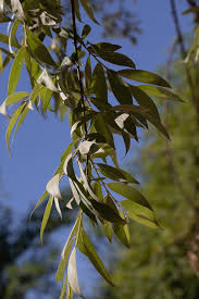 Image result for Salicaceae