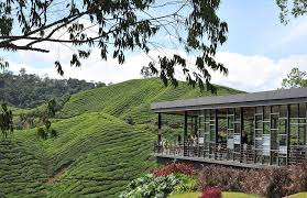 Di bahagian bawah hotel ada restoran kelantan. 50 Tempat Menarik Di Cameron Highlands Popular Terkini
