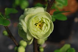 Maybe you would like to learn more about one of these? Chaenomeles Speciosa Kinshiden Let S Go Planting