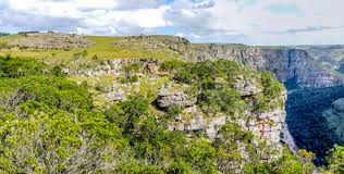 Image result for Ypsilopus erectus