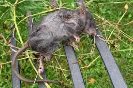 Chilliwack pest control services & exterminator experts. Numerous Rat Complaints In Sicamous Prompt Look At Pest Control Options Salmon Arm Observer