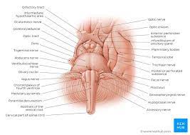 Rarely, a baby is born without brain structures above the mesencephalic region, a condition called anencephaly. Brainstem Definition Anatomy Parts Function Kenhub