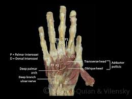 The Muscles Of The Hand Thenar Hypothenar Teachmeanatomy Pair of parallel and intimate tendons, of the extensor pollicis brevis and the abductor pollicis longus. the muscles of the hand thenar