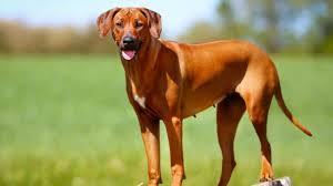 Das markanteste merkmal des rhodesian ridgeback ist sein haarkamm am rücken, auf dem die wuchsrichtung der haare in die entgegengesetzte richtung zeigt. Rhodesian Ridgeback Hunde Info De