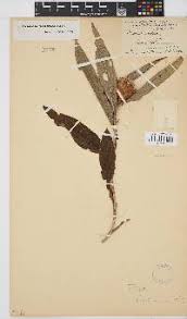 Image result for Pleiotaxis