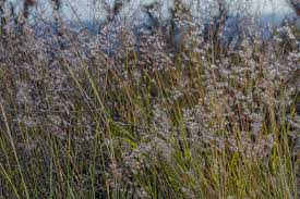 Image result for Tricholaena