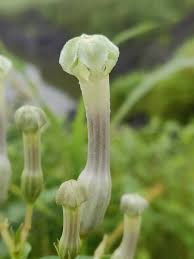 Image result for Ceropegia burchelliana
