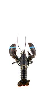 نتیجه جستجوی لغت [lobster] در گوگل