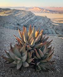 Image result for Aloe wollastonii