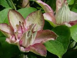 This magnificent variety blooms almost continuously from may until the end of july. Clematis Innocent Glance Gefullte Bluten In Einer Exquisiten Farbe