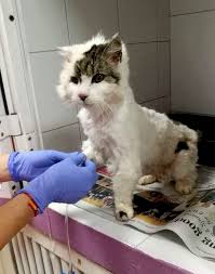 Survival curves for emaciated cats were significantly lower than those for cats of other body. Clover An Emaciated Rescue Cat Who Was Cared For Beautifully During Her Last Days Poc