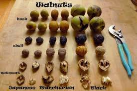 Pin By Mish Roark On Other Edible Plants Wild Food Foraging Wild Food Foraged Food