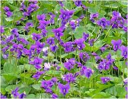 When do meadow violets bloom in new jersey? What Is The State Flower Of Illinois Whatsanswer
