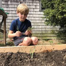 When to plant potatoes in zone 6b? When Life Gives You Quarantine Plant Potatoes The New York Times