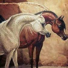 pin by janke uys on equestrian love arabian art arabian horse art horse artwork