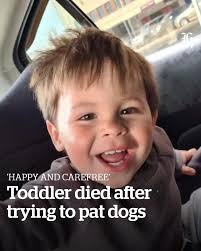 Horror details have been revealed about the death of a young Australian boy  who was killed by two dogs at a motel.