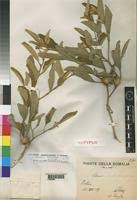Image result for Solanum campylacanthum 'incanum type'