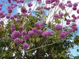 Image result for Handroanthus sp. near impetiginosus