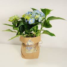 Kreatives Zum Nachmachen Pflanze In Der Tute Als Hubsches Mitbringsel Papiertute Blumen Mitbringsel Kleine Geschenke
