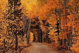 Dining, recreation, shopping, & entertainment, explore things to do in aspen. Best Time To See Changing Aspens In Colorado Day Hikes Near Denver