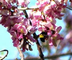 Image result for Millettia dura