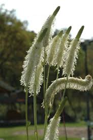 Image result for Buchnera subglabra