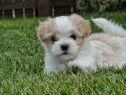 Malshipoo puppies available september 2020. Malshi S Cute Baby Dogs Cute Little Puppies Teacup Puppies Maltese