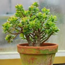 Image result for Crassula rhodesica