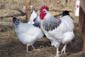 Check spelling or type a new query. Kupas Tuntas Varietas Ras Ayam Petelur