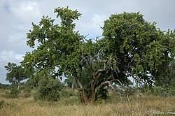 Image result for Crossopteryx