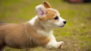 She was ill when we got her, with giardia, kennel cough. 7 Signs Of A Good Corgi Breeder The Pet Town
