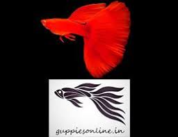 Variety Of Import Breed Fancy Guppies For Breeding Please Call Or Guppy Guppy Fish Animal Agriculture