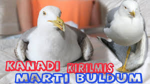 Kanadi Kirik Marti Buldum Ve Sonrasi Youtube