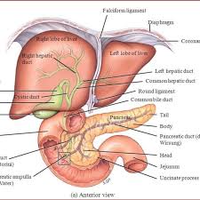 They are the heart, brain, kidneys, liver, and lungs. Structure Of The Liver Tortora And Derrickson 2012 Download Scientific Diagram