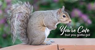 Peppermint essential oil is a natural squirrel repellent squirrels don't like the strong scent of peppermint. Gardening Tips How To Keep Squirrels Out Of Your Yard