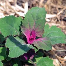 Image result for Chenopodium giganteum