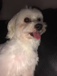 Last night near rec 3 in Mililani this was found in my yard probably a  family that went to snow day but I would love to get this back to your child