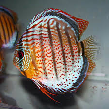 Pin On Difersos Tipos De Peixes