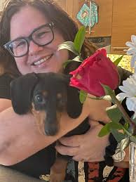 Introduction and photo of dachshund