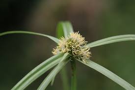 Image result for Kyllinga erecta