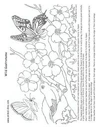 Print free coloring pages activities for kids. Cherry Blossom Tree Coloring Page