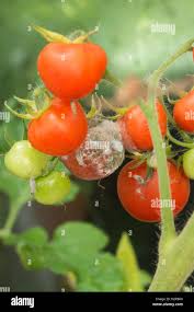 Image result for tomato seedling botrytis