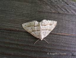 Image result for Mesotype parallelolineata