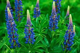 They are a different, lighter shade of pink. Native Blue Lupine Plant Care Growing Guide