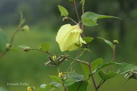 Image result for Azanza lampas