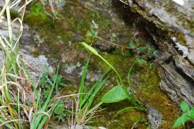 Image result for Ophioglossum gomezianum