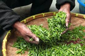 Image result for Camellia sinensis