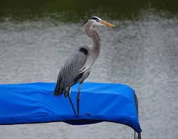 Maybe you would like to learn more about one of these? Southwest Florida Birds Bonita Boat Rentals