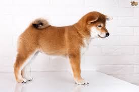 Dogecoin has the image of a shiba inu dog as its logo. Japanese Shiba Inu Dog Breed Facts Highlights Buying Advice Pets4homes